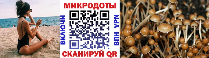 сколько стоит  Бор  Галлюциногенные грибы Cubensis 